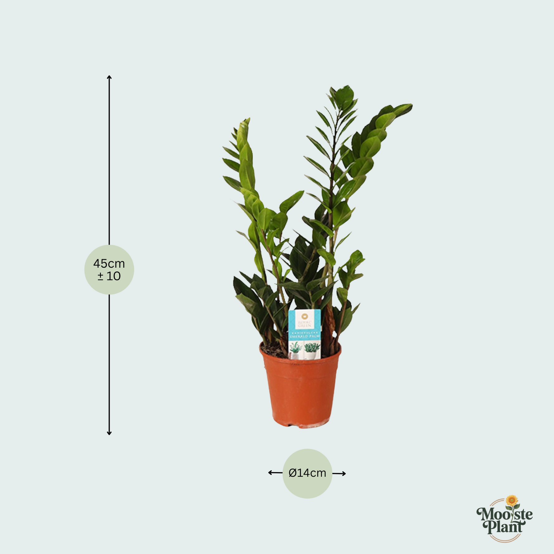 Zamioculcas Zamiifolia kopen