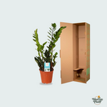 Zamioculcas Zamiifolia kopen
