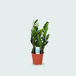 zamioculcas zamiifolia kopen