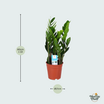 zamioculcas zamiifolia kopen