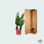 zamioculcas zamiifolia kopen