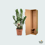 Zamioculcas Zamiifolia kopen