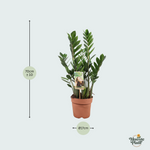 Zamioculcas Zamiifolia kopen