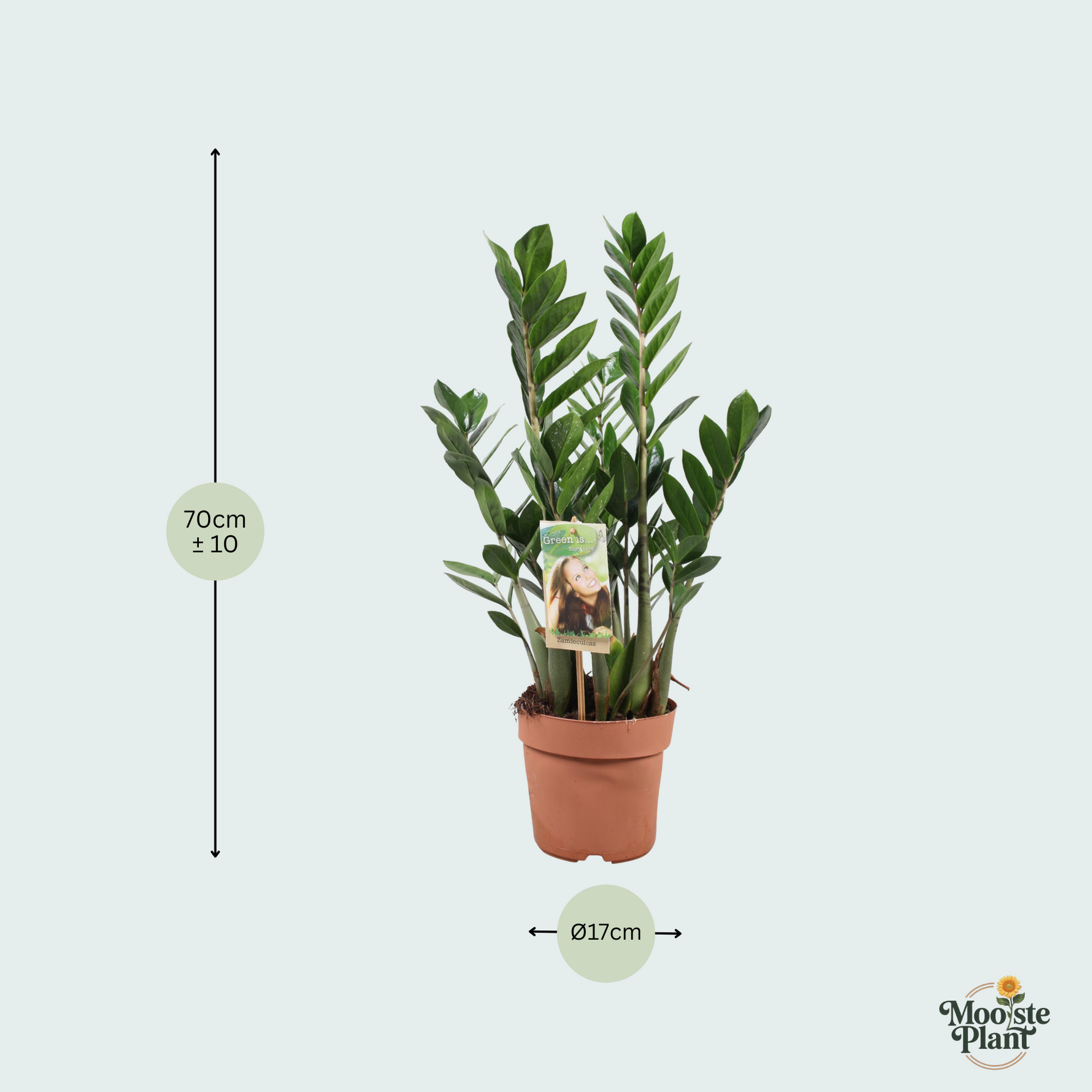 Zamioculcas Zamiifolia kopen