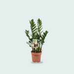 Zamioculcas Zamiifolia kopen