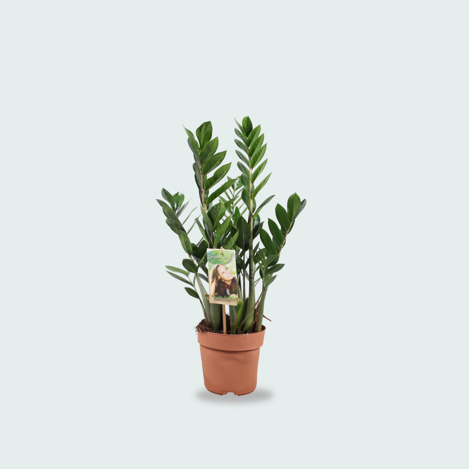 Zamioculcas Zamiifolia kopen