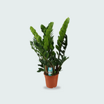 Zamioculcas Zamiifolia kopen