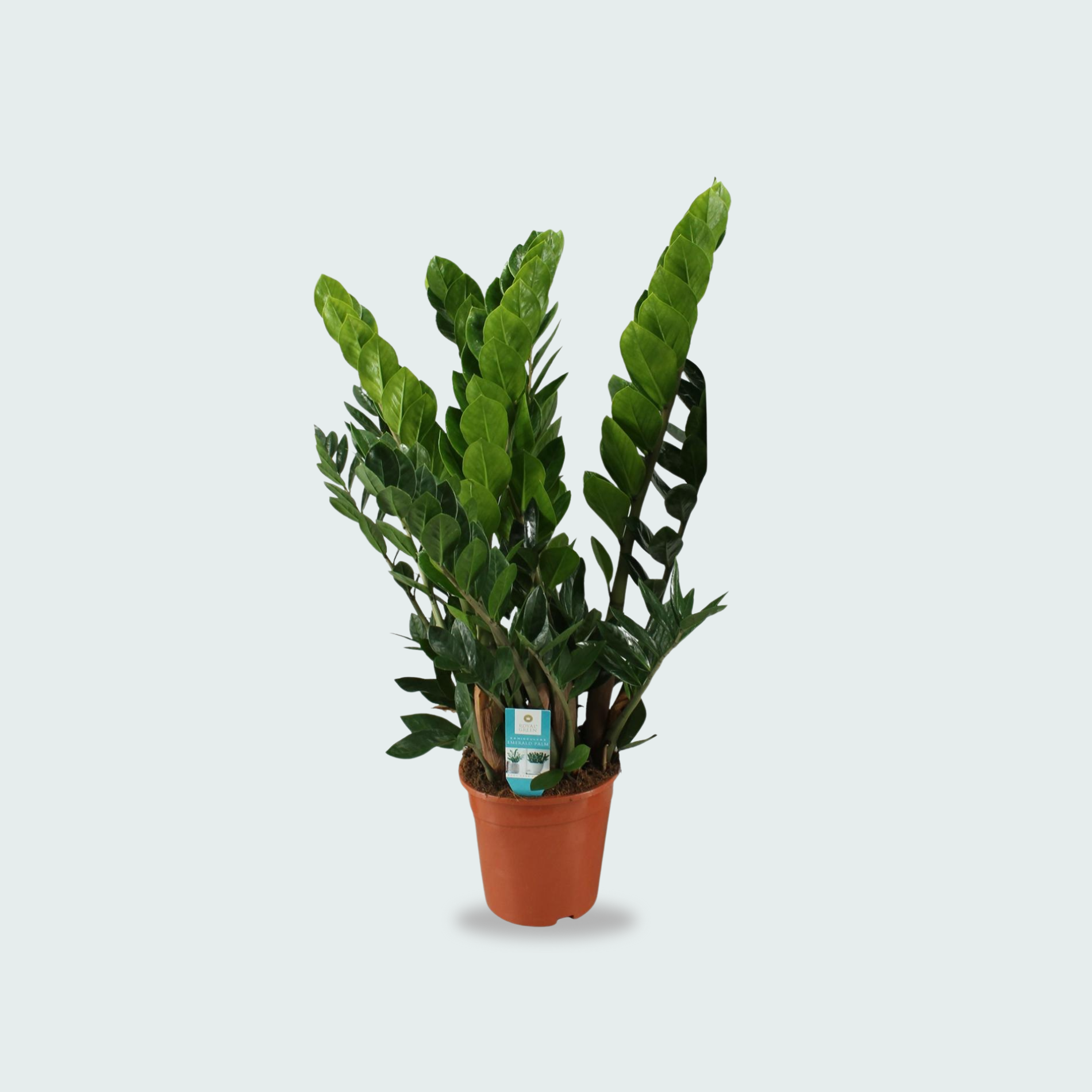 Zamioculcas Zamiifolia kopen