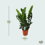 Zamioculcas Zamiifolia kopen