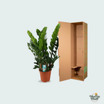Zamioculcas Zamiifolia kopen
