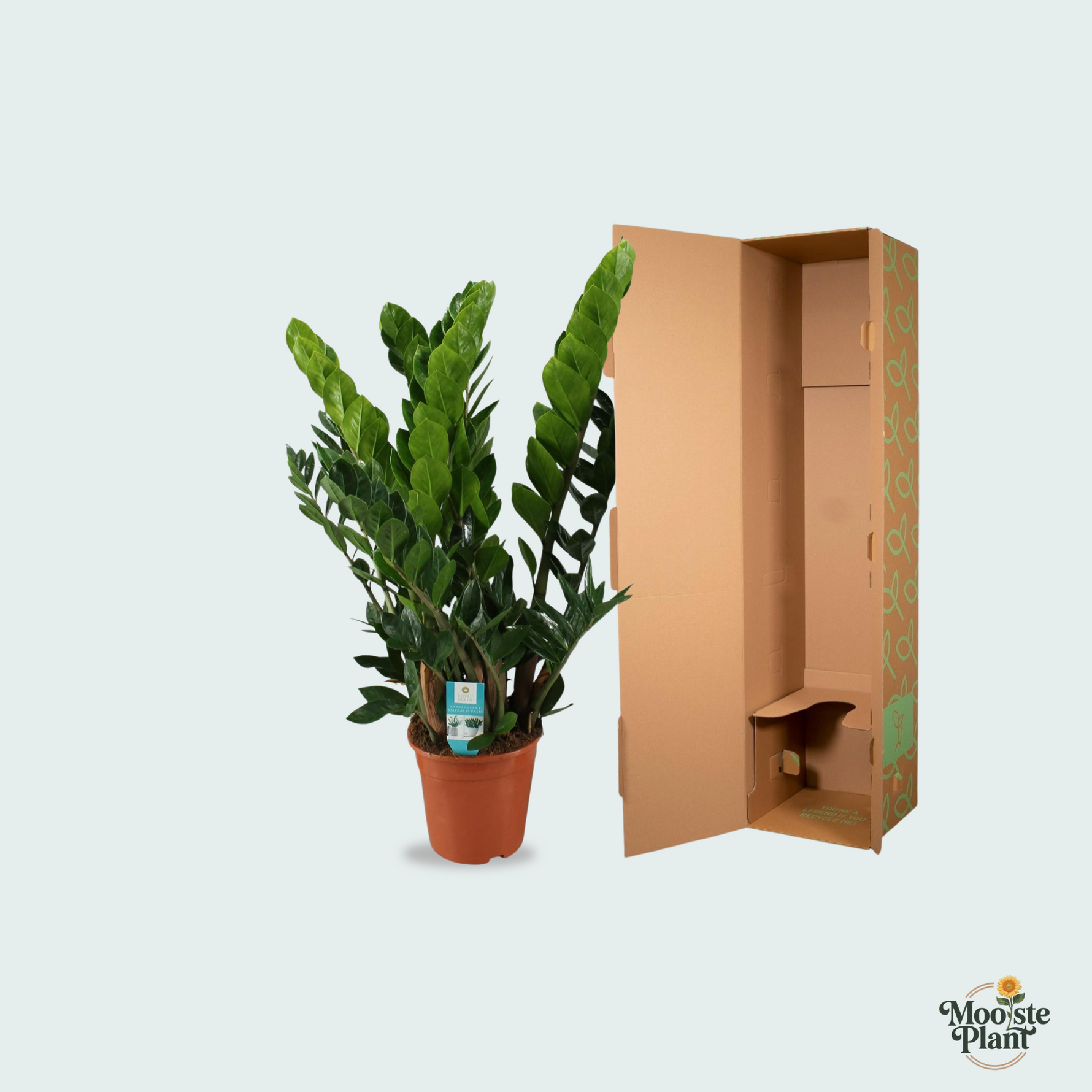 Zamioculcas Zamiifolia kopen