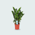 Zamioculcas Zamiifolia kopen