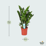 Zamioculcas Zamiifolia kopen