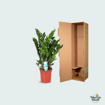 Zamioculcas Zamiifolia kopen