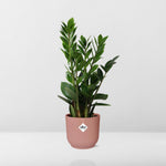 Zamioculcas kopen