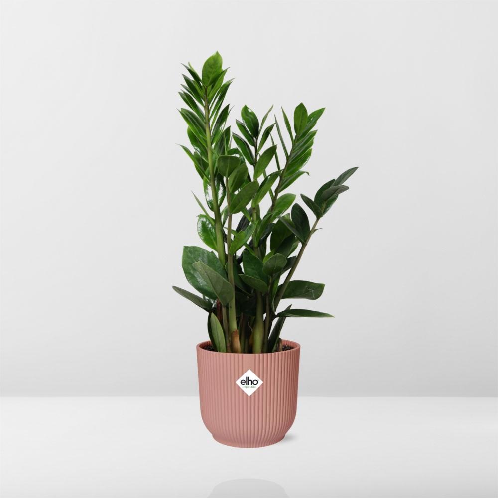 Zamioculcas kopen