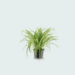 chlorophytum comosum kopen