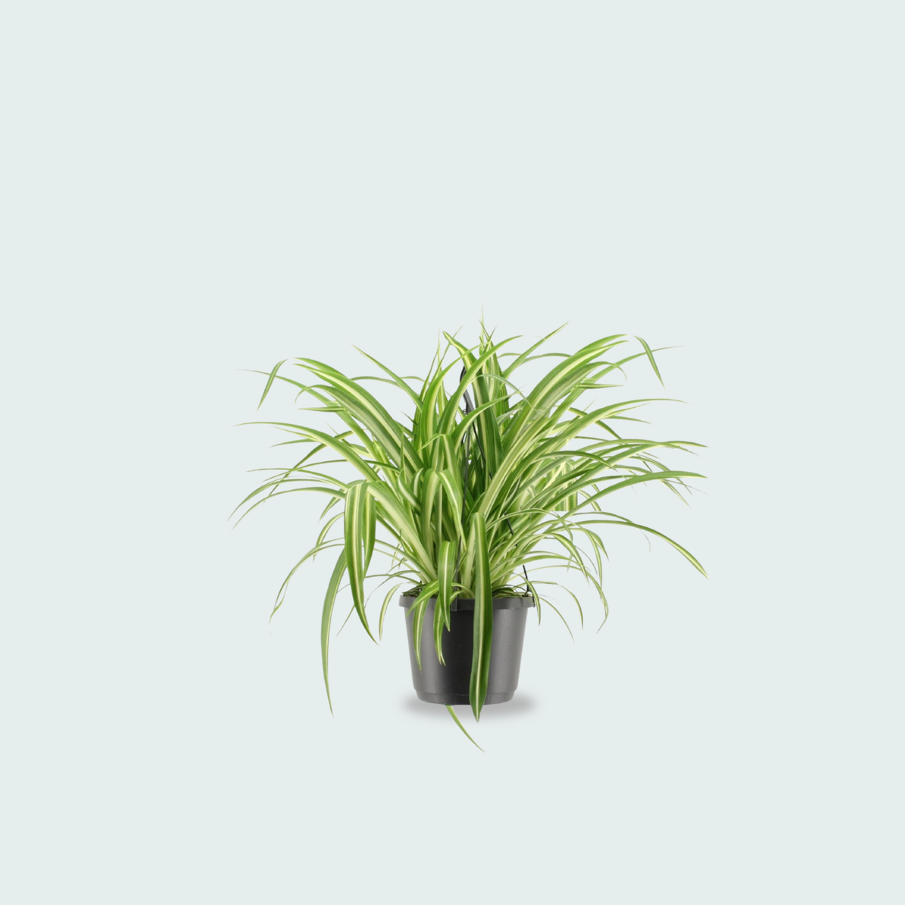 chlorophytum comosum kopen
