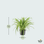 chlorophytum comosum kopen