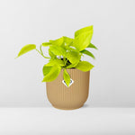 epipremnum aureum kopen