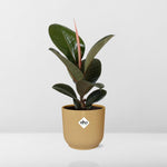 ficus elastica kopen