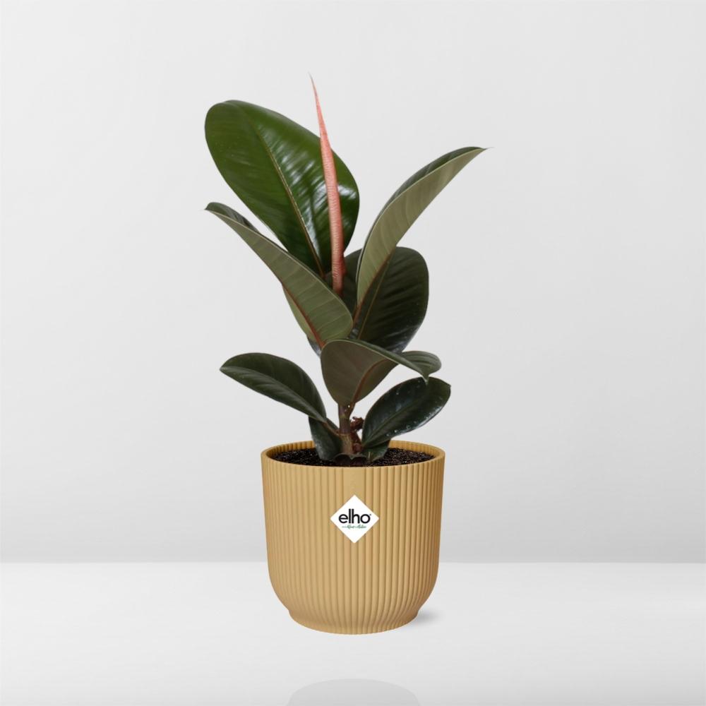 ficus elastica kopen