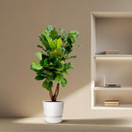 ficus lyrata kopen