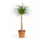 Beaucarnea stam kopen