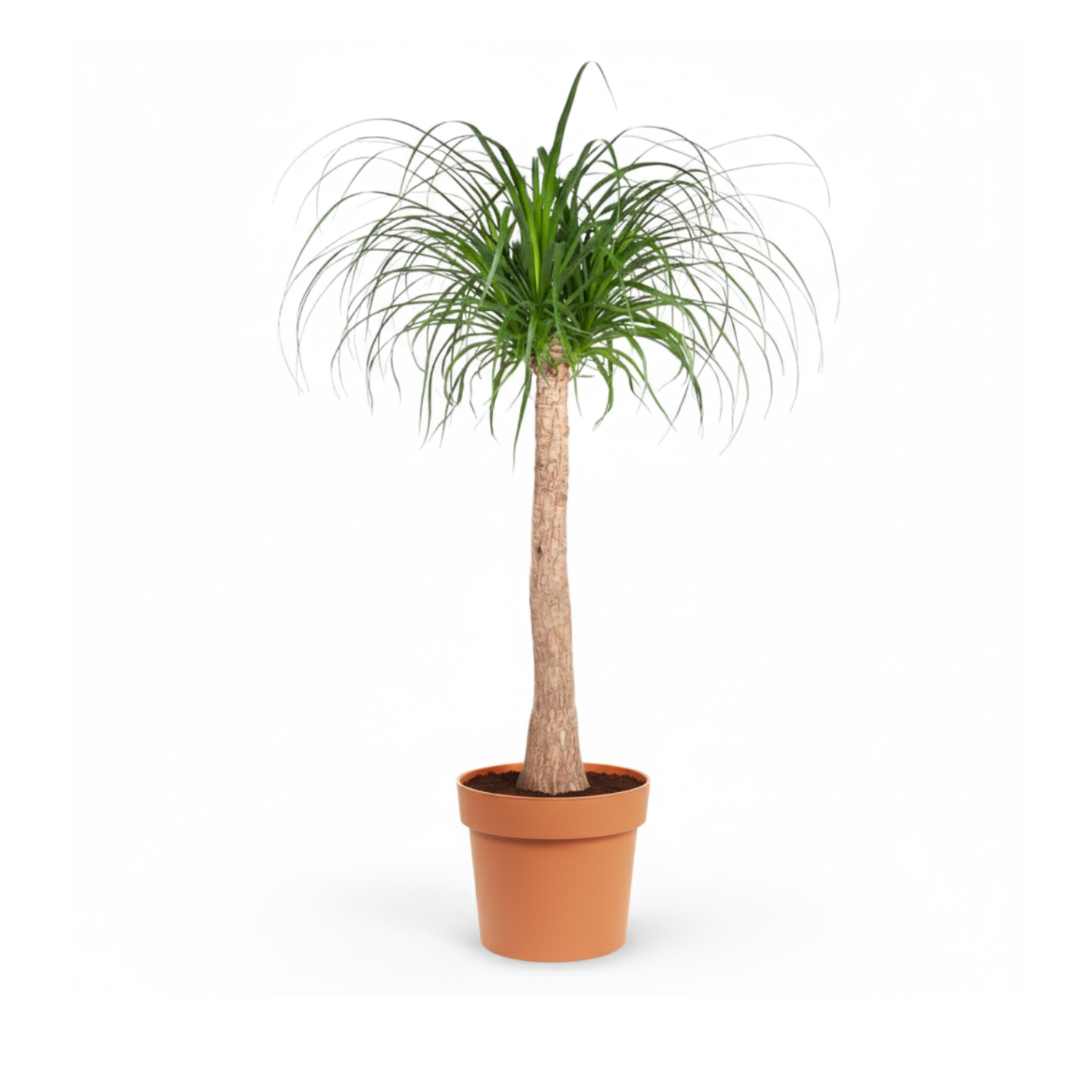 Beaucarnea stam kopen