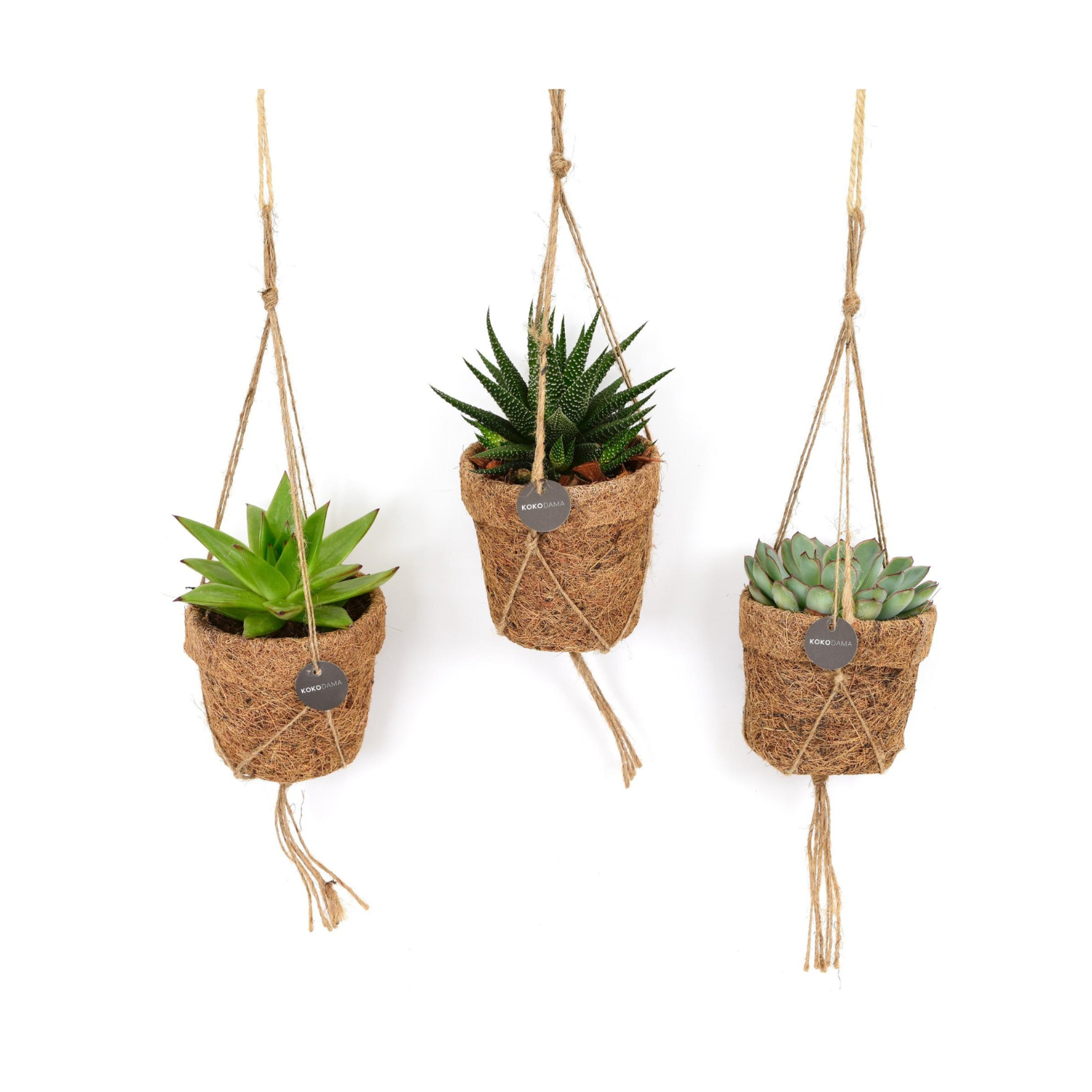 Kokopot String Succulent kopen