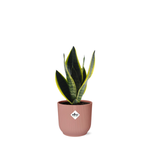 Sansevieria Futura Superba kopen