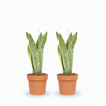 Sansevieria kopen