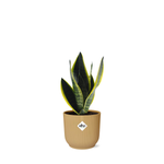 Sansevieria Futura Superba kopen