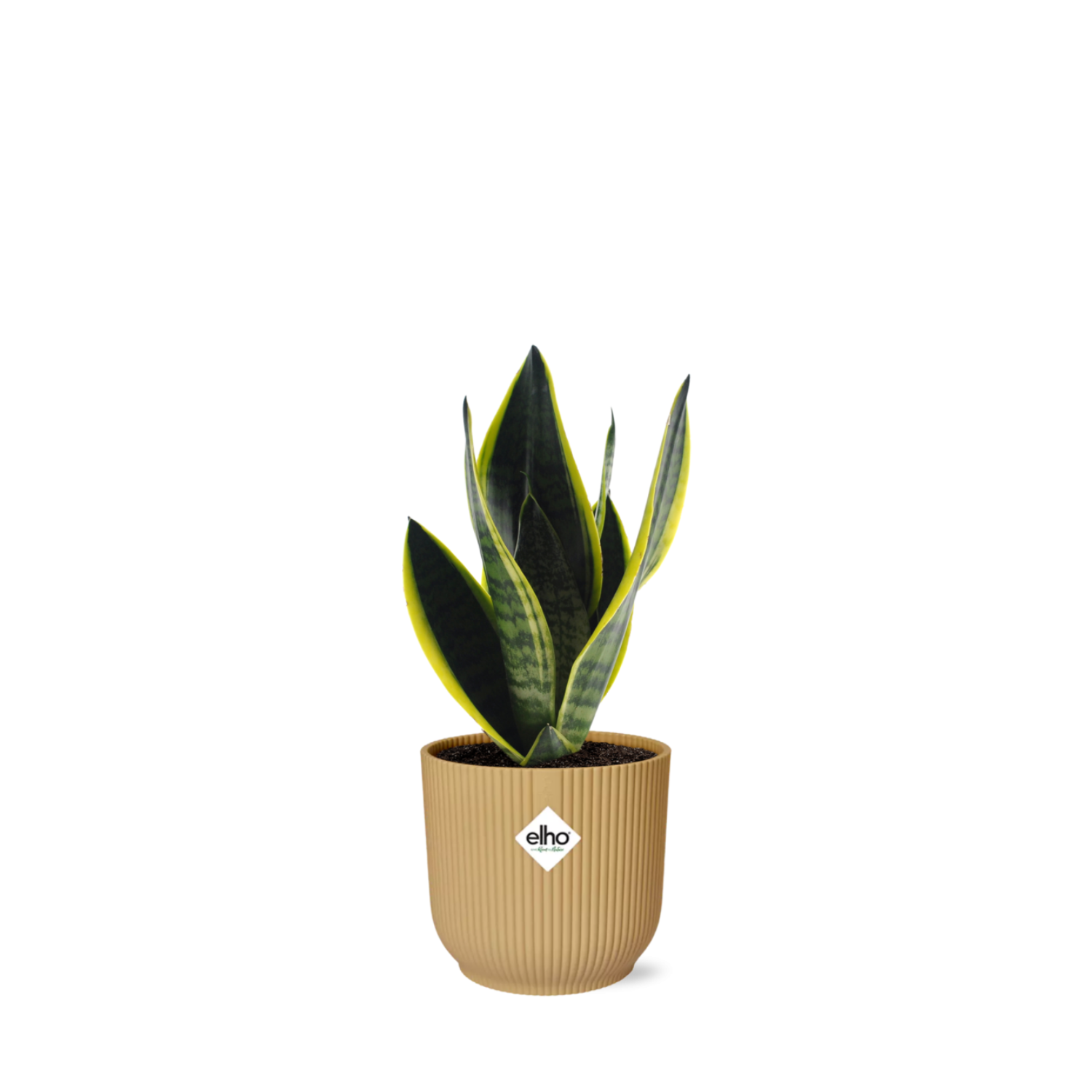 Sansevieria Futura Superba kopen