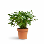 Philodendron Xanadu kopen