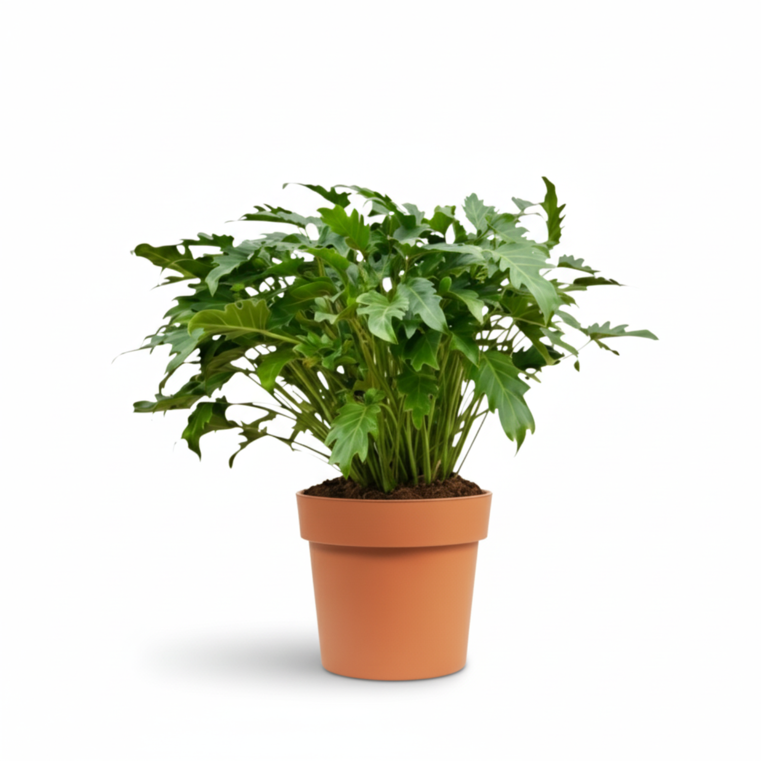 Philodendron Xanadu kopen