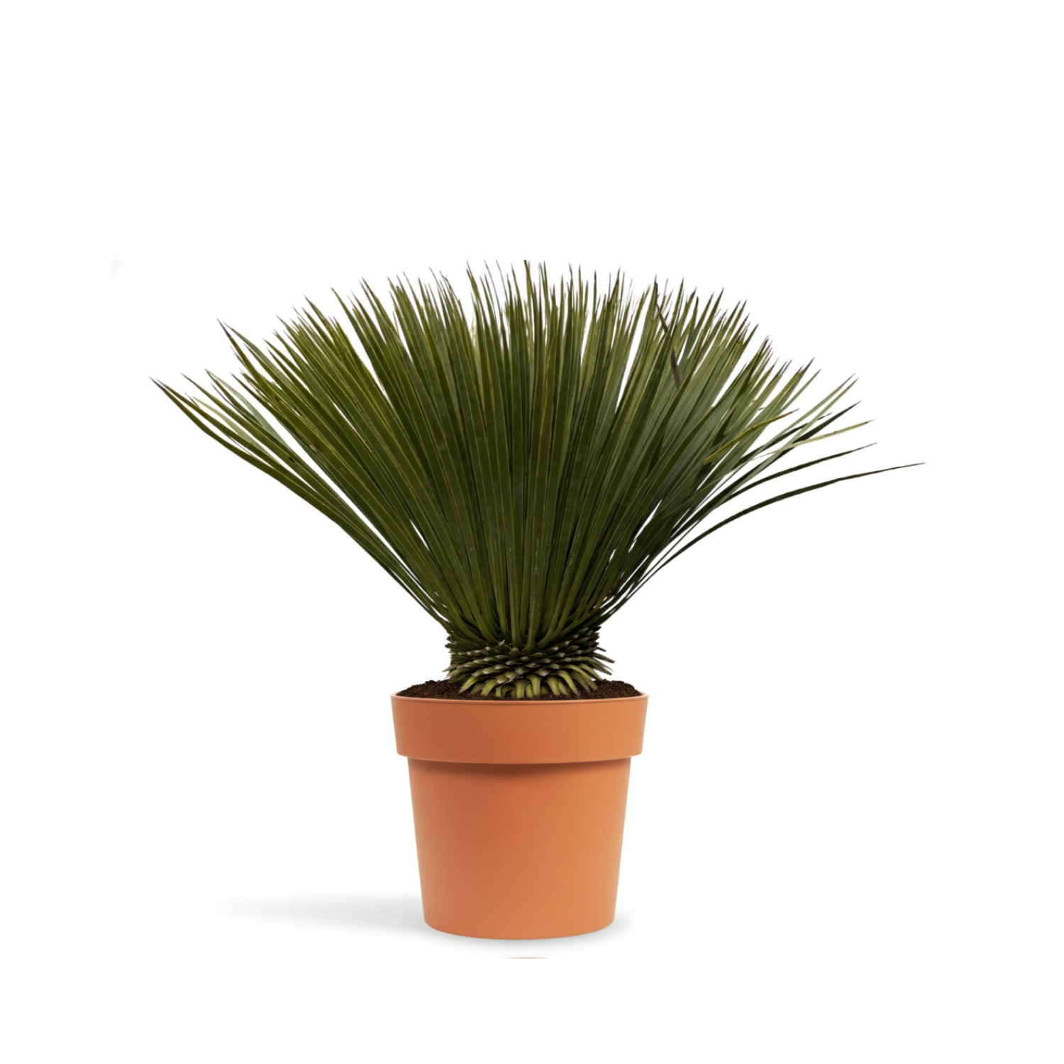 Yucca Rostrata kopen