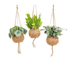 Kokodama Jungle kopen