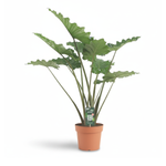 Alocasia Portodora kopen