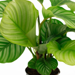 Calathea Orbifolia kopen