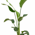 Strelitzia Nicolai