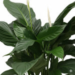 Spathiphyllum Sweet Silvana