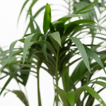 Kentia Palm