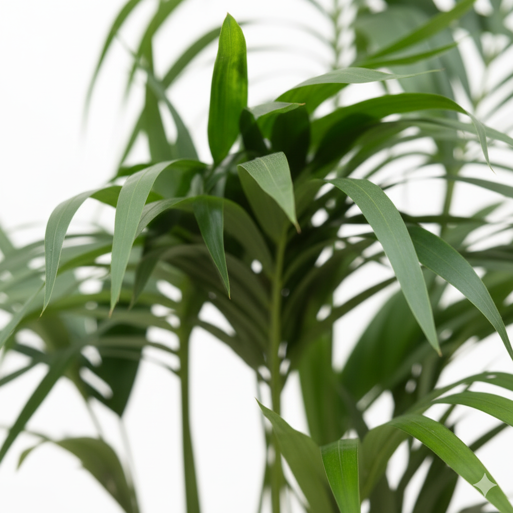 Kentia Palm