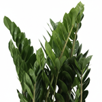 Zamioculcas 