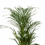 Areca palm 