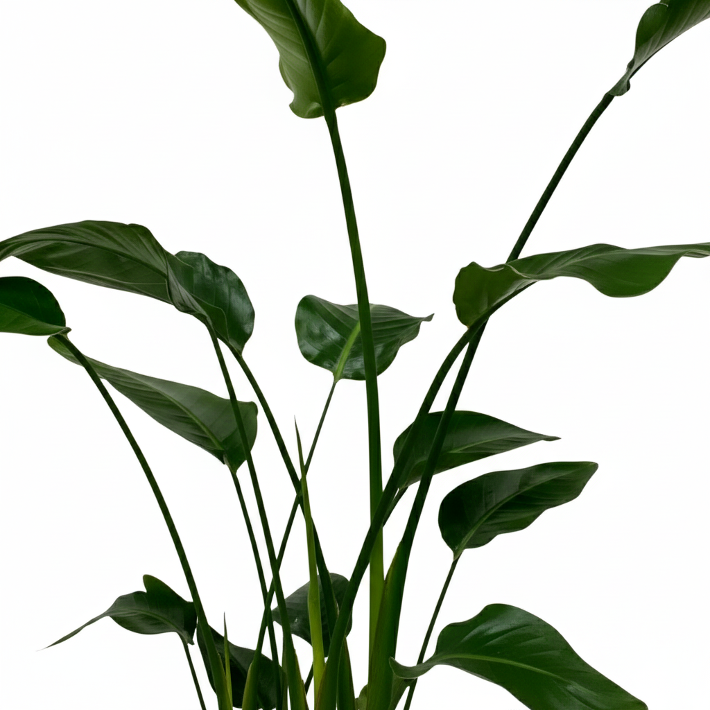 Strelitzia Nicolai
