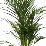 Areca palm kopen