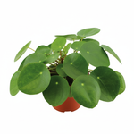 Pilea Peperomioides 