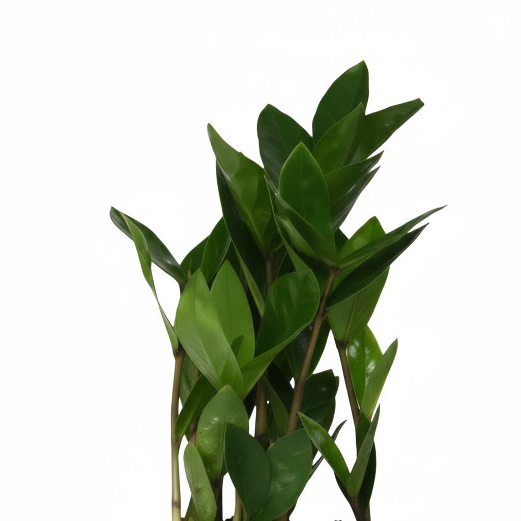 Zamioculcas 